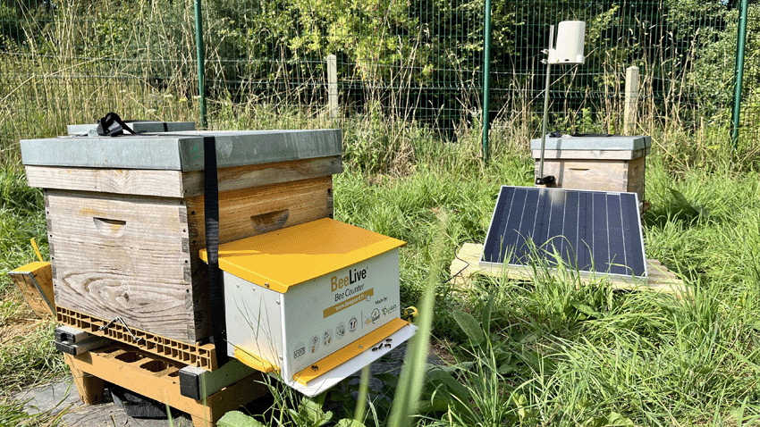 Do you know Beeguard? Artificial intelligence at the service of the preservation of bees
